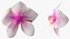 3d model of orchid flower