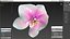 3d model of orchid flower