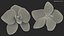 3d model of orchid flower