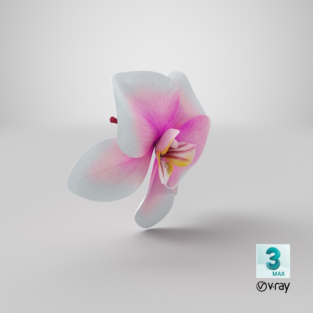 3d model of orchid flower https://p.turbosquid.com/ts-thumb/Nf/0GxHyD/QL/stemcell_max_vray_render/png/1665141237/1920x1080/fit_q87/3f28bd3fc1ca02fcd5b22b6963e203fd63ed9445/stemcell_max_vray_render.jpg