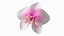 3d model of orchid flower
