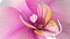 3d model of orchid flower