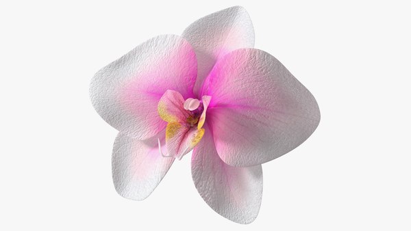 Flor de orquídea Modelo 3D - TurboSquid 896518