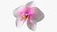 3d model of orchid flower