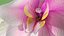 3d model of orchid flower