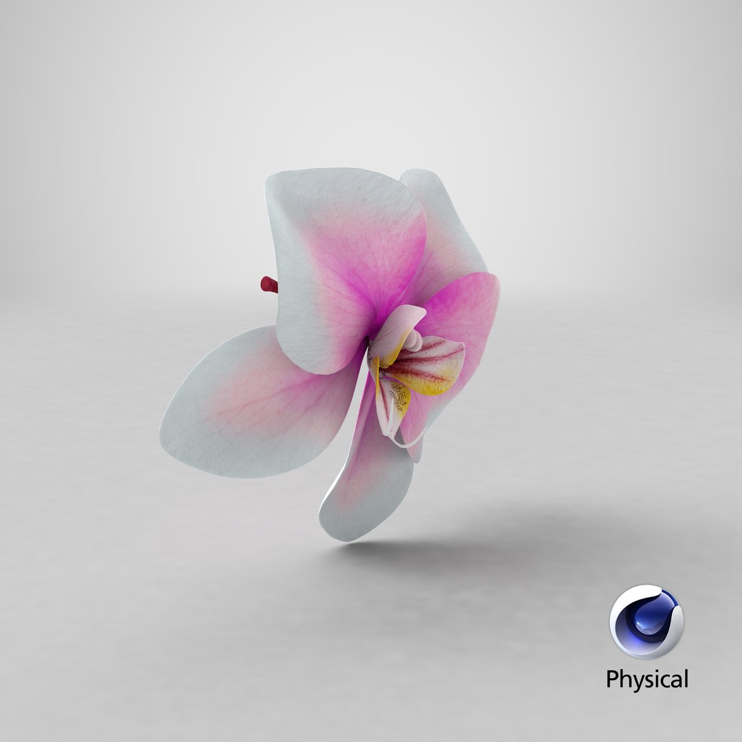3d model of orchid flower https://p.turbosquid.com/ts-thumb/Nf/0GxHyD/m3/stemcell_cinema_4d_physical_render/png/1665141228/1920x1080/fit_q87/866d36cd6391b3a1632aac3fd0a7895a04189e78/stemcell_cinema_4d_physical_render.jpg