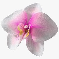 Orchid Flower
