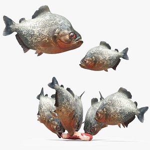 3D Piranhas School Feeding Frenzy Animated Rigged For Maya