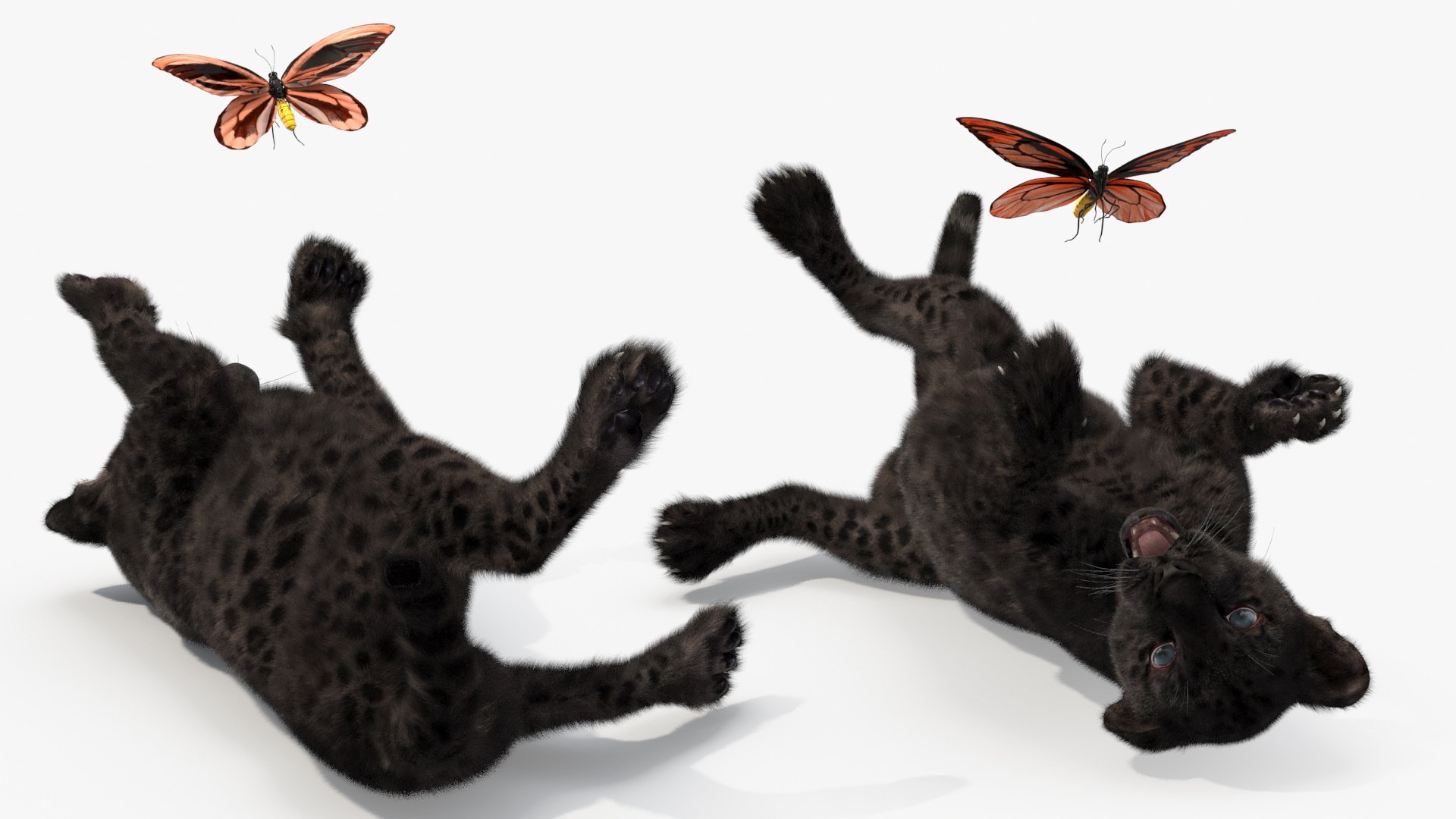 Playful Black Leopard Cub with Butterfly Fur model https://p.turbosquid.com/ts-thumb/Nf/Ls19Mv/8z/playful_black_leopard_cub_with_butterfly_fur_009/jpg/1738335518/1920x1080/fit_q87/93b5eebf504b0c0ea2feea36adf3f1bd92f4fd8c/playful_black_leopard_cub_with_butterfly_fur_009.jpg