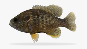 Lepomis cyanellus Green Sunfish