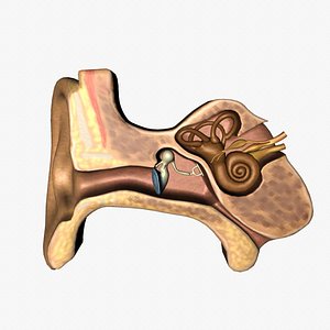 Ear Anatomy