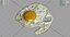 Oeuf frit