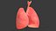 Lungs Human anatomy Lowpoly AR VR mobile