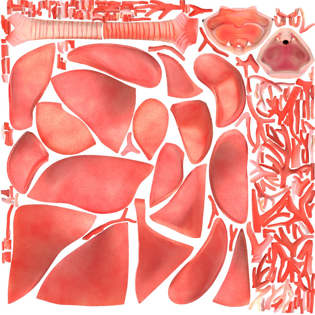 3D lungs human anatomy ar model https://p.turbosquid.com/ts-thumb/Nf/t3xTfX/PGFr0xKA/lungs_def/png/1544605429/1920x1080/fit_q87/008bc0683f7efb3609b96868bad7e31b788ef034/lungs_def.jpg