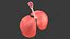Lungs Human anatomy Lowpoly AR VR mobile