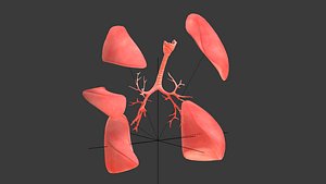 3D lungs human anatomy ar model