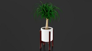 3D Beaucarnea Pot