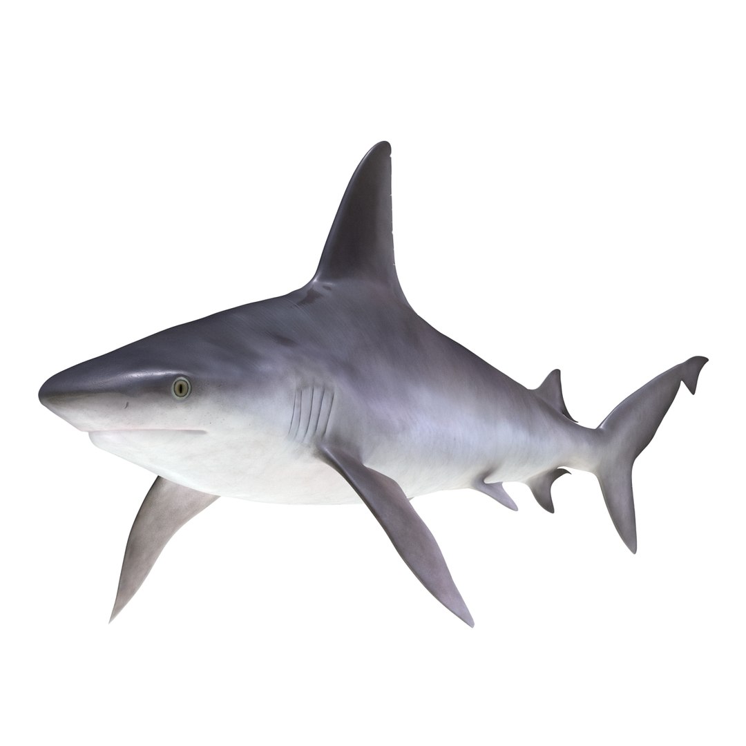 3D sharks rigged 7 https://p.turbosquid.com/ts-thumb/Ng/3NEQgT/0FQGdJb3/sharkscollectionfbx3dmodels24/jpg/1465111293/1920x1080/fit_q87/6dd6d3a7cd509d67d911272362d5109e392d1c45/sharkscollectionfbx3dmodels24.jpg