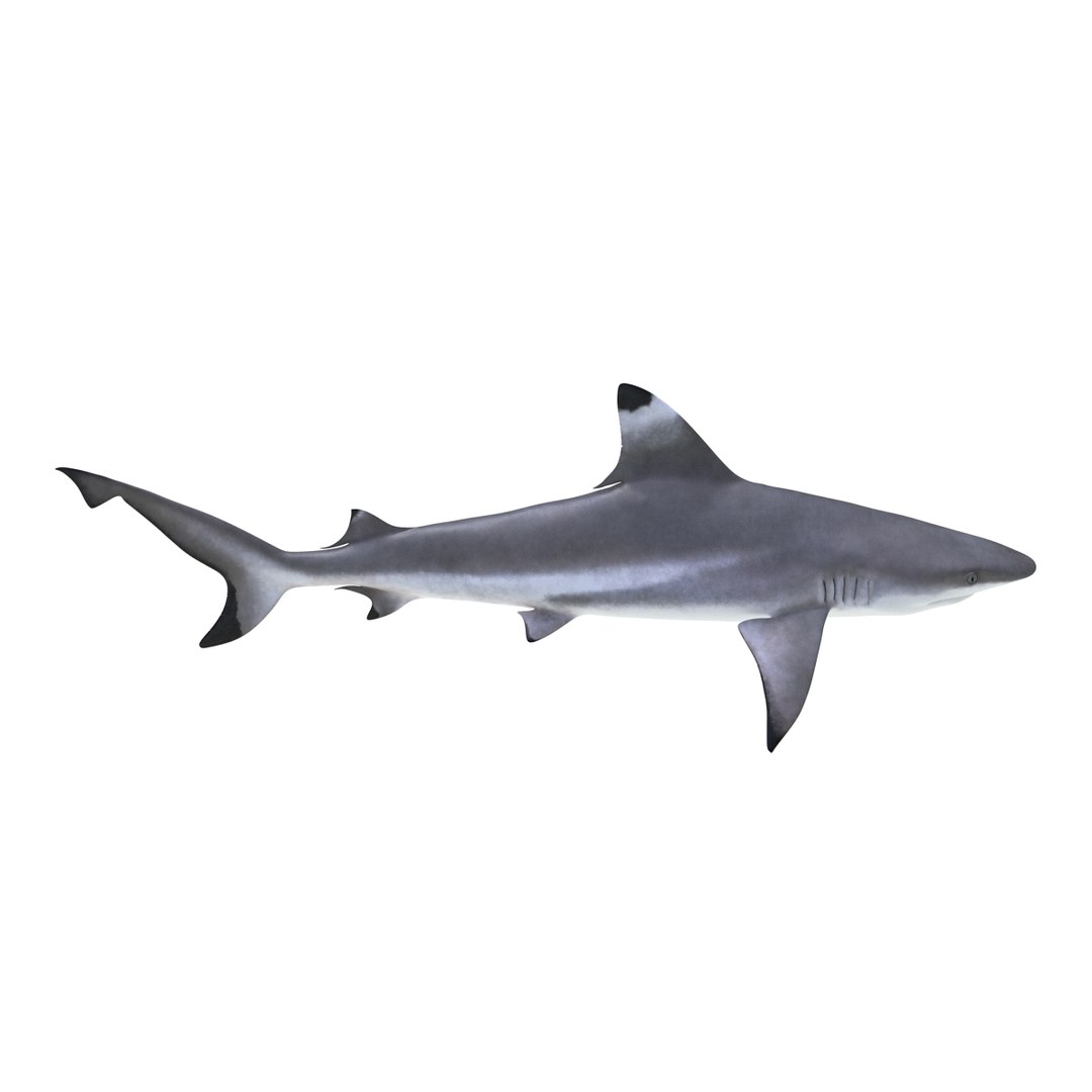 3D sharks rigged 7 https://p.turbosquid.com/ts-thumb/Ng/3NEQgT/1ujVGCnY/sharkscollectionfbx3dmodels16/jpg/1465111291/1920x1080/fit_q87/bdb121c27737de3cbd9c69969ed5e37c870df80e/sharkscollectionfbx3dmodels16.jpg