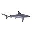 Sharks Rigged Collection 7 for Maya