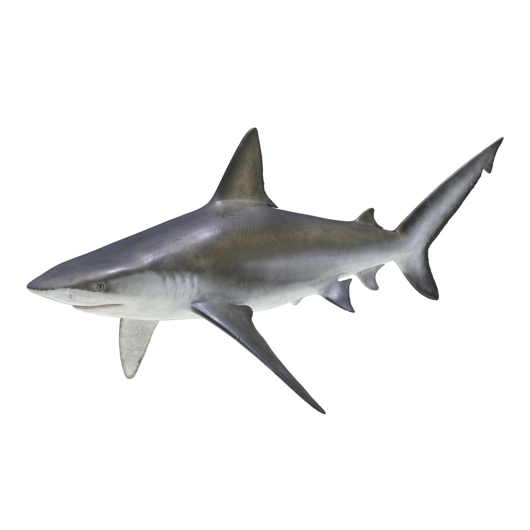3D sharks rigged 7 https://p.turbosquid.com/ts-thumb/Ng/3NEQgT/5cPkgWfL/sharkscollectionfbx3dmodels07/jpg/1465111290/1920x1080/fit_q87/dc4cff9f9e48c52de76b26975b7cd5ff646ecf30/sharkscollectionfbx3dmodels07.jpg