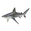 Sharks Rigged Collection 7 for Maya