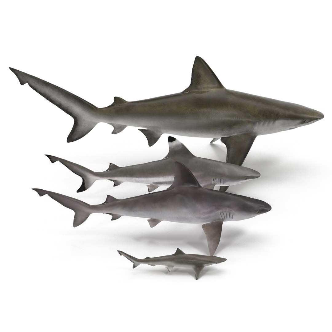 3D sharks rigged 7 https://p.turbosquid.com/ts-thumb/Ng/3NEQgT/9tD9miwC/sharkscollectionfbx3dmodels04/jpg/1465111289/1920x1080/fit_q87/359c025d3f45c59cdf326c3f6e8d30a72c5446b3/sharkscollectionfbx3dmodels04.jpg