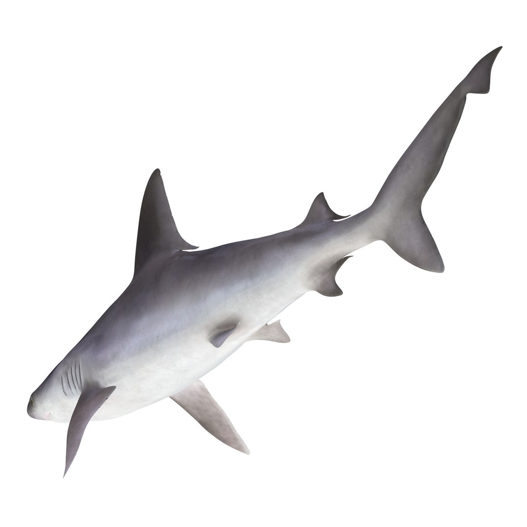 3D sharks rigged 7 https://p.turbosquid.com/ts-thumb/Ng/3NEQgT/CH6ksajv/sharkscollectionfbx3dmodels26/jpg/1465111293/1920x1080/fit_q87/86fae95d67b38cd7a388c3cd6909eefcbdec59e8/sharkscollectionfbx3dmodels26.jpg