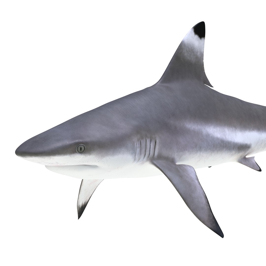 3D sharks rigged 7 https://p.turbosquid.com/ts-thumb/Ng/3NEQgT/F6jMxCrw/sharkscollectionfbx3dmodels20/jpg/1465111292/1920x1080/fit_q87/a82f89b44ccc5b87fc029346f24177f9383558da/sharkscollectionfbx3dmodels20.jpg