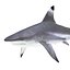 Sharks Rigged Collection 7 for Maya