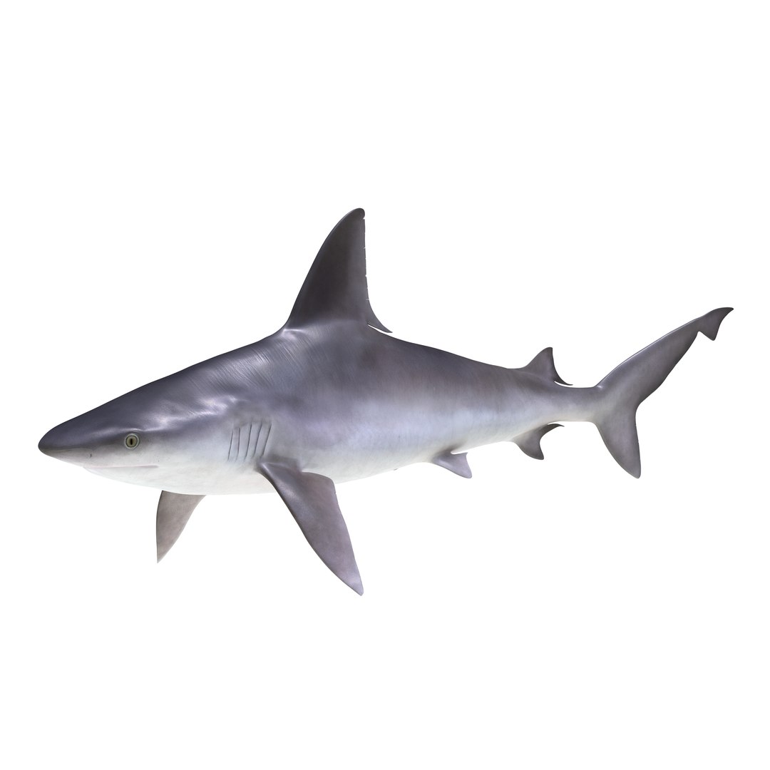 3D sharks rigged 7 https://p.turbosquid.com/ts-thumb/Ng/3NEQgT/UNaZBdm3/sharkscollectionfbx3dmodels21/jpg/1465111292/1920x1080/fit_q87/f0a693437c51f9edea09973456f1b574132efa78/sharkscollectionfbx3dmodels21.jpg