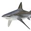 Sharks Rigged Collection 7 for Maya