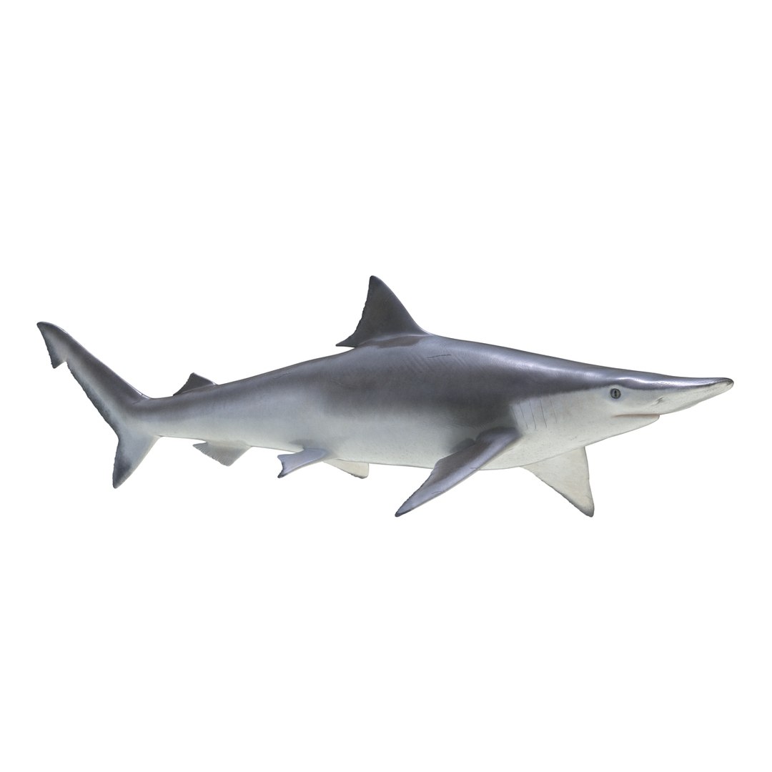 3D sharks rigged 7 https://p.turbosquid.com/ts-thumb/Ng/3NEQgT/WbiYwXo5/sharkscollectionfbx3dmodels32/jpg/1465111294/1920x1080/fit_q87/0fc84a67fb14ab46fa2b2fcab9ff79e719a35be3/sharkscollectionfbx3dmodels32.jpg