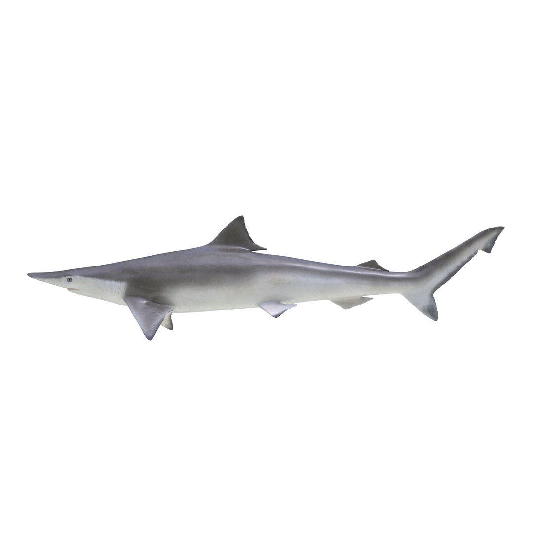 3D sharks rigged 7 https://p.turbosquid.com/ts-thumb/Ng/3NEQgT/dYlus4dh/sharkscollectionfbx3dmodels29/jpg/1465111293/1920x1080/fit_q87/0113dac5e4fbc2f05882e0497249773f44ae580d/sharkscollectionfbx3dmodels29.jpg