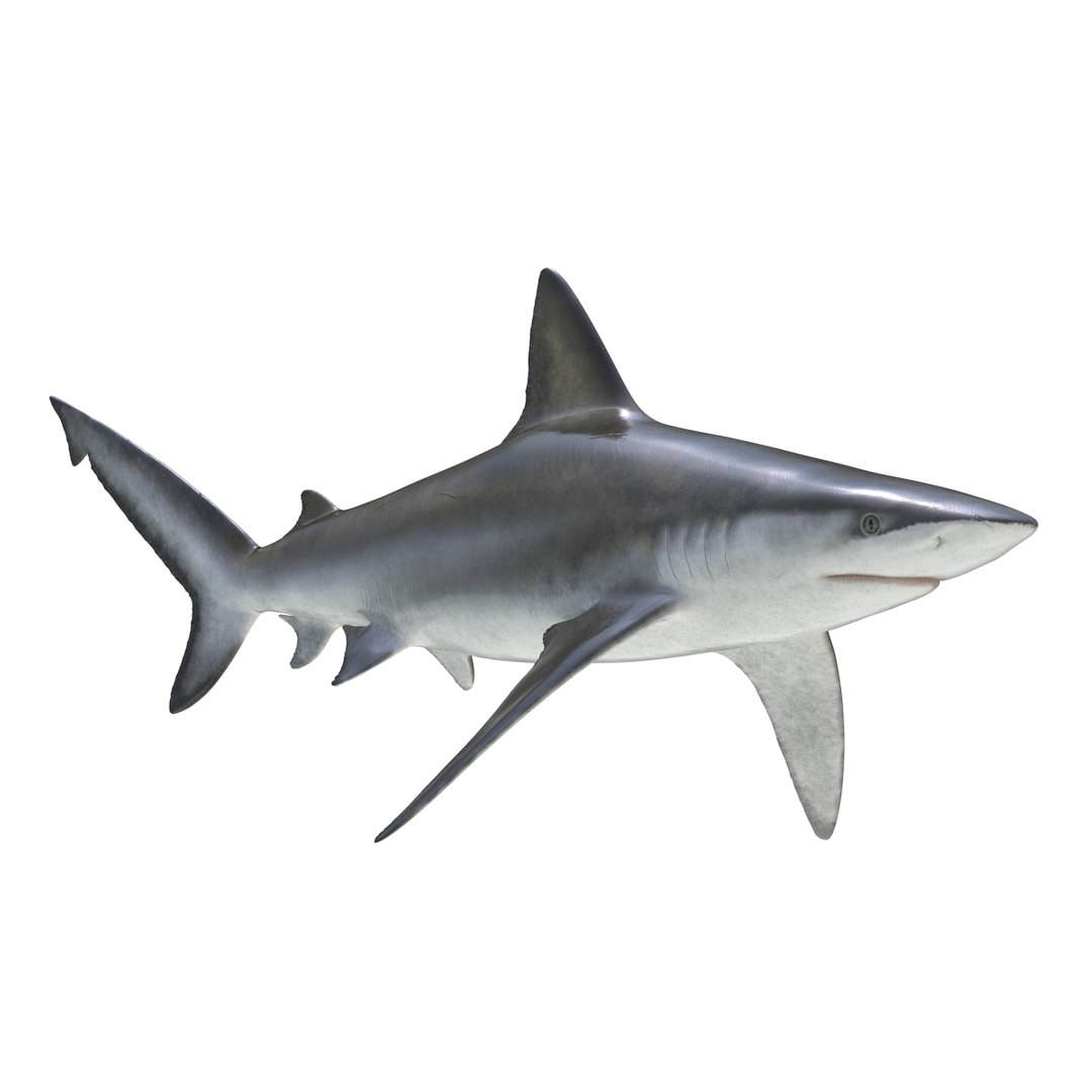 3D sharks rigged 7 https://p.turbosquid.com/ts-thumb/Ng/3NEQgT/dm9a5kw9/sharkscollectionfbx3dmodels11/jpg/1465111290/1920x1080/fit_q87/756d4262f4b80e425f9689f86b6e42cb3f9e7332/sharkscollectionfbx3dmodels11.jpg