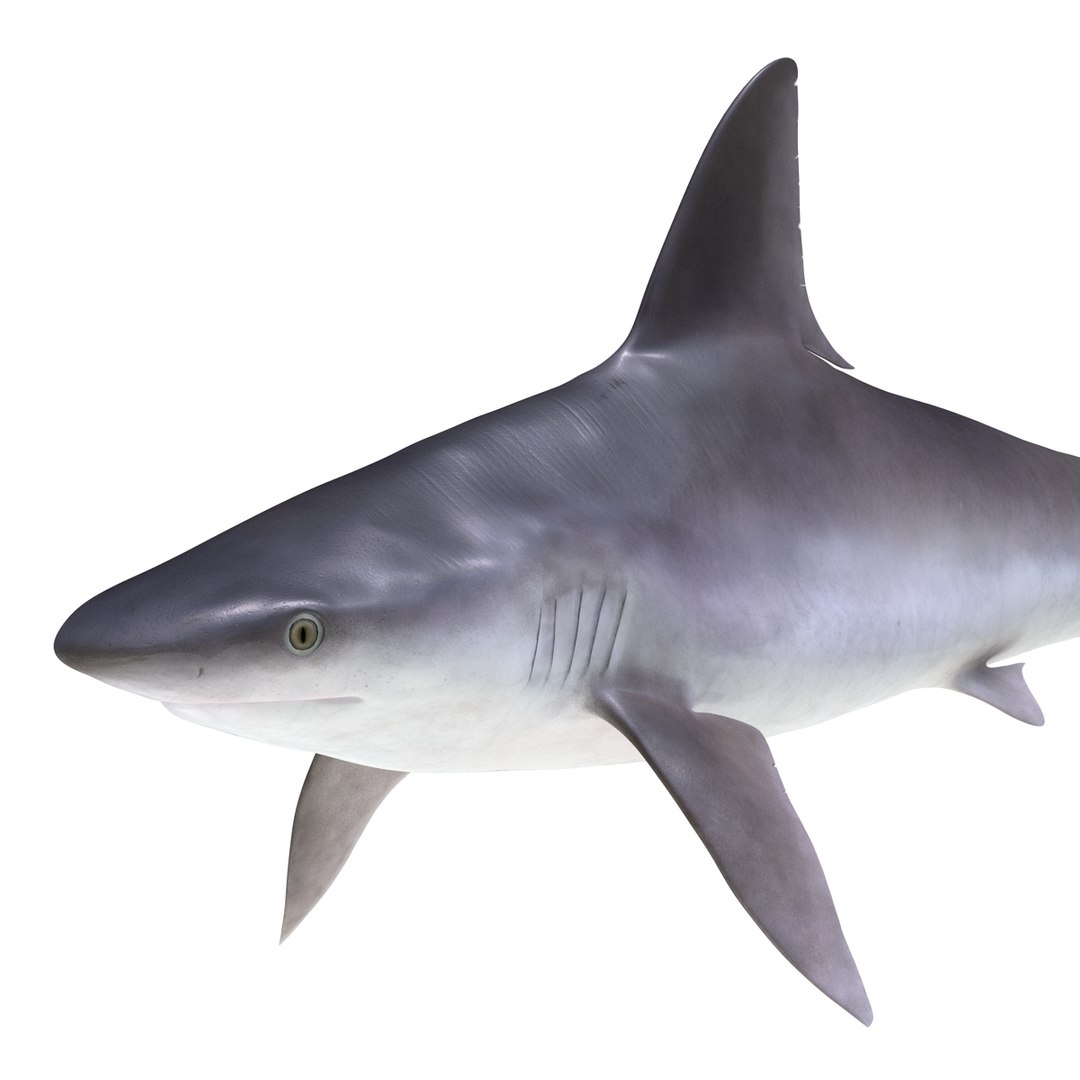 3D sharks rigged 7 https://p.turbosquid.com/ts-thumb/Ng/3NEQgT/eovmN2vo/sharkscollectionfbx3dmodels27/jpg/1465111293/1920x1080/fit_q87/1b40e327b960e9f8a33192efd66ec07cceee5bdc/sharkscollectionfbx3dmodels27.jpg