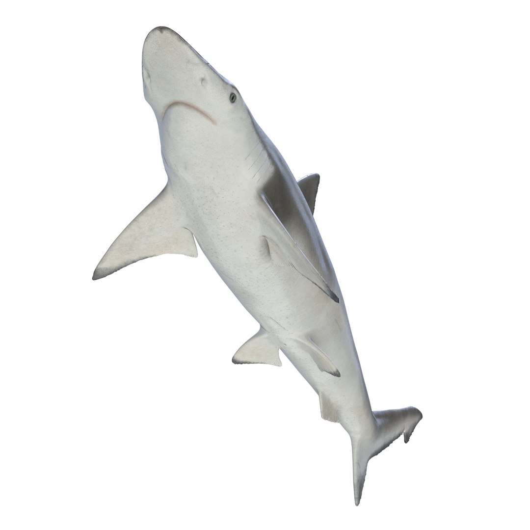3D sharks rigged 7 https://p.turbosquid.com/ts-thumb/Ng/3NEQgT/jWMkneaV/sharkscollectionfbx3dmodels33/jpg/1465111294/1920x1080/fit_q87/29d8e07ed288e7d10718ba98416b7f80eb97265e/sharkscollectionfbx3dmodels33.jpg