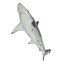 Sharks Rigged Collection 7 for Maya