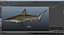 Sharks Rigged Collection 7 for Maya