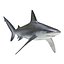 Sharks Rigged Collection 7 for Maya
