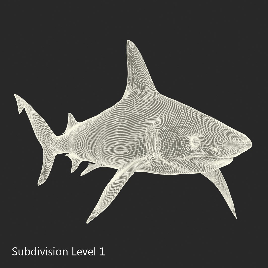 3D sharks rigged 7 https://p.turbosquid.com/ts-thumb/Ng/3NEQgT/vu06grqi/sharkscollectionfbx3dmodels38/jpg/1465111295/1920x1080/fit_q87/99afdbeb80917a7bec1616b1cba901a7770b4e55/sharkscollectionfbx3dmodels38.jpg