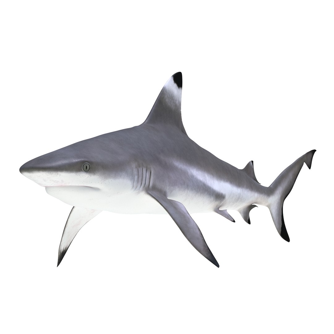 3D sharks rigged 7 https://p.turbosquid.com/ts-thumb/Ng/3NEQgT/yclyOvKy/sharkscollectionfbx3dmodels18/jpg/1465111292/1920x1080/fit_q87/8c66cd687040ac9b3d06afde2e2b59a54dceb83f/sharkscollectionfbx3dmodels18.jpg
