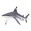 Sharks Rigged Collection 7 for Maya