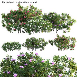 3D Rhododendron - Impatiens sodenii 02 model