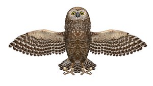 owl