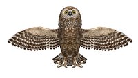 owl