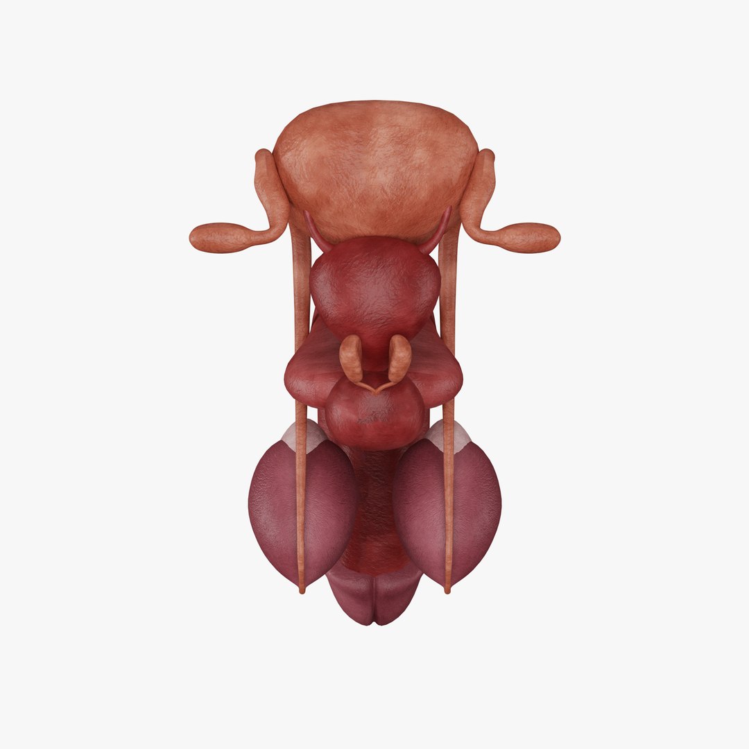 male-reproductive-system-3d-model-3d-model-turbosquid-2208911