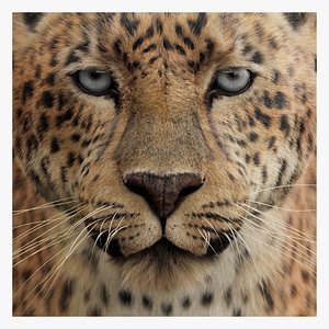 Leopard  Static Maya Xgen-core 3D model