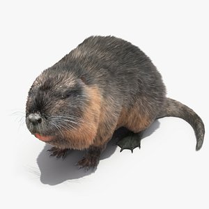 Nutria in a Sitting Pose Fur
