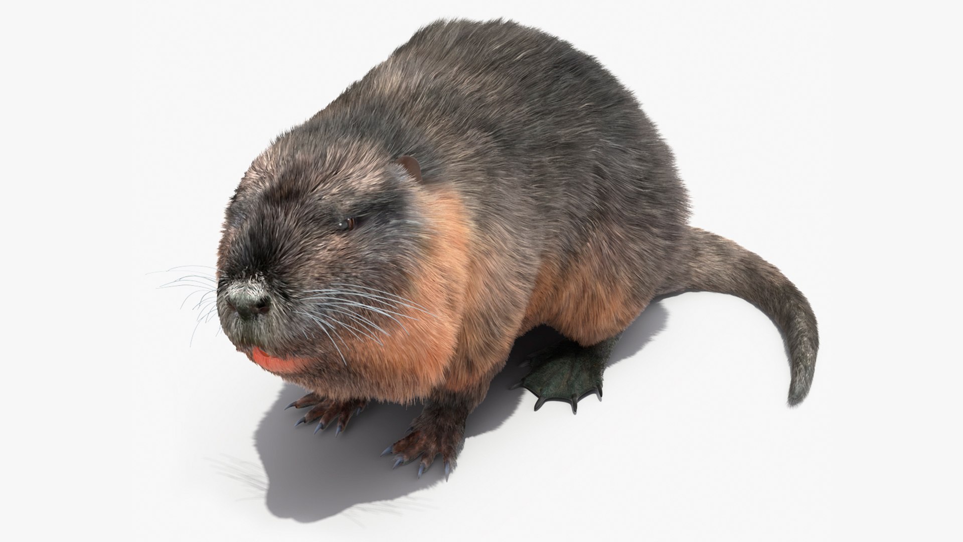 Nutria in a Sitting Pose Fur 3D model preview